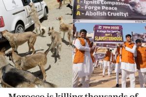 電訊報：為迎接2030年世界杯，摩洛哥正大規(guī)模捕殺流浪狗引發(fā)不滿