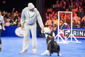 你還會(huì)這個(gè)！馬克西“率犬”進(jìn)行敏捷賽道挑戰(zhàn) 現(xiàn)場(chǎng)觀眾達(dá)15000名