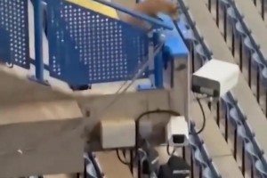 切爾西歐冠賽前，斯坦福橋看臺(tái)上一只狐貍出沒